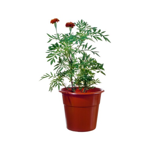 House Plant Sample 4